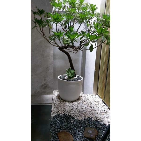 白水木造型骨感大氣-芳禾園園藝