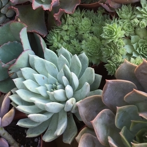 多肉植物 , 朵森綠美化工作室