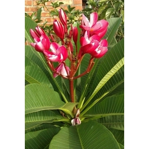 緬梔 , 朵森綠美化工作室