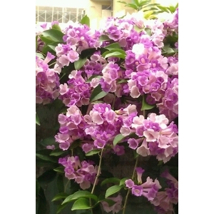 蒜香藤 , 朵森綠美化工作室