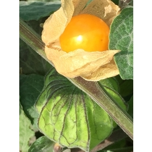 酸漿莓果 , 朵森綠美化工作室