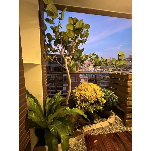 陽台小景