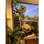陽台小景 - 朵森綠美化工作室