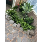 西向陽台簡約風尚 - 朵森綠美化工作室