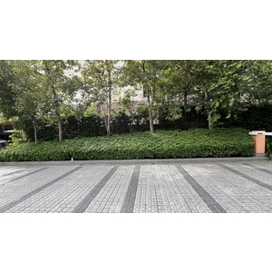 綠籬修剪