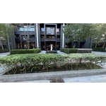 楓香樹維護前期 - 朵森綠美化工作室