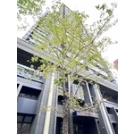 楓香樹5個月維護成果 - 朵森綠美化工作室