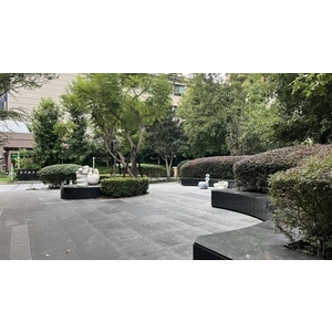 藍花楹傾斜維護成果