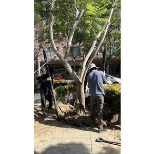 藍花楹傾斜，扶正立護木柱
