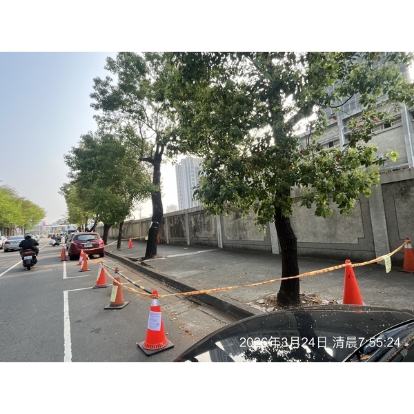 行道樹移除種植