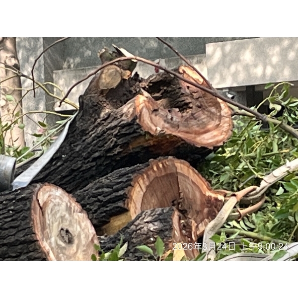 行道樹移除種植