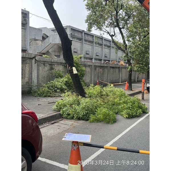 行道樹移除種植