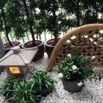 日式造景 - 朵森綠美化工作室