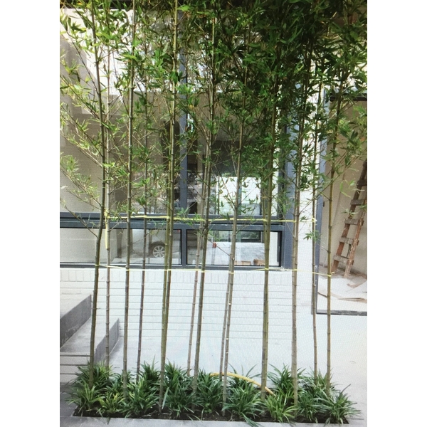 唐竹.麥門冬造景設計 唐竹.麥門冬造景設計,朵森綠美化工作室