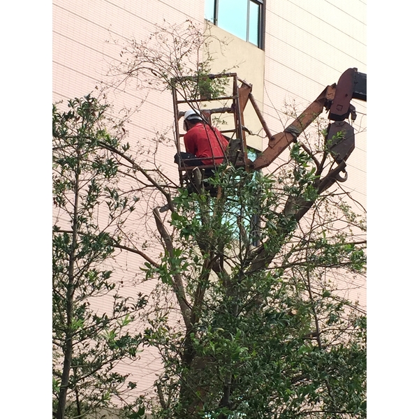 喬木高空修剪