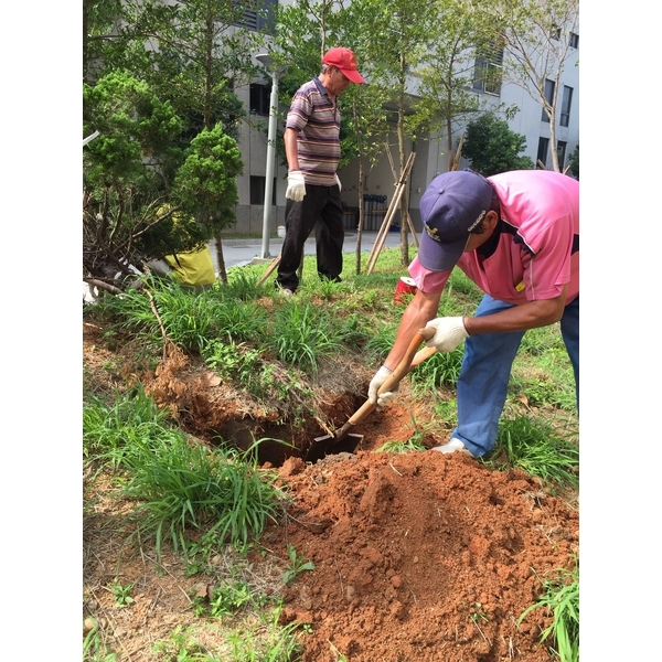 植栽維護施工