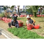 園藝整理／樹木修剪