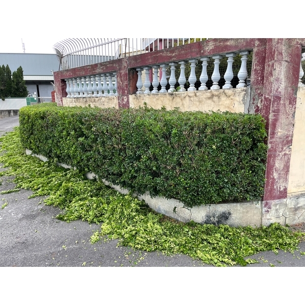 修剪圍籬,誠益園藝有限公司