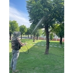 噴植樹病蟲害