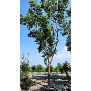 光臘樹,川井景觀設計有限公司