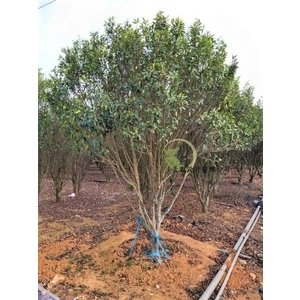 含笑花 , 川井景觀設計有限公司