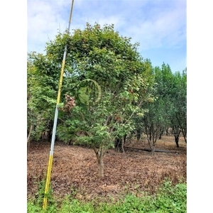 青楓 , 川井景觀設計有限公司