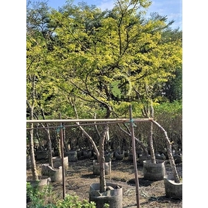 香水梅 , 川井景觀設計有限公司