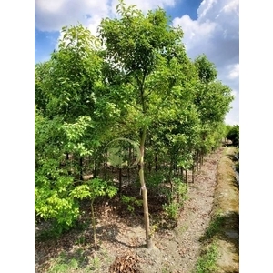 樟樹 , 川井景觀設計有限公司