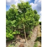 樟樹-川井景觀設計有限公司