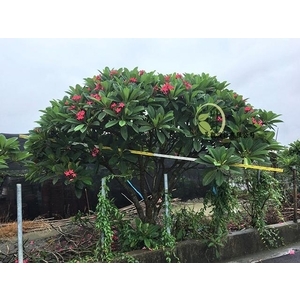 雞蛋花 , 川井景觀設計有限公司