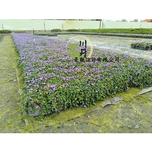 紫雲蔓（矮筋骨草）,川井景觀設計有限公司