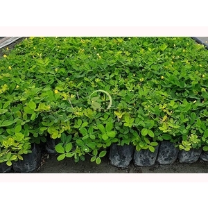 蔓花生,川井景觀設計有限公司