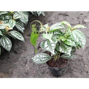 冷水花,川井景觀設計有限公司