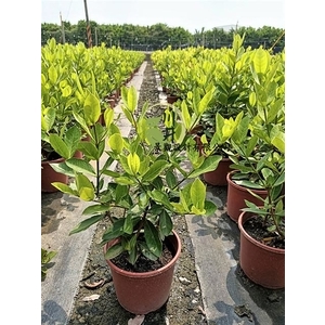 宮粉仙丹,川井景觀設計有限公司