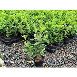 細葉杜鵑 , 川井景觀設計有限公司