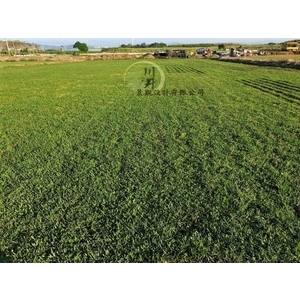 地毯草,川井景觀設計有限公司