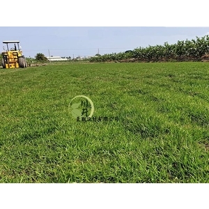 假儉草,川井景觀設計有限公司