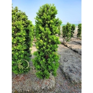 塔型羅漢松,川井景觀設計有限公司