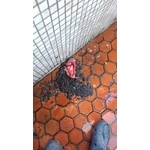 地板磁磚清洗 - 勝潔企業社