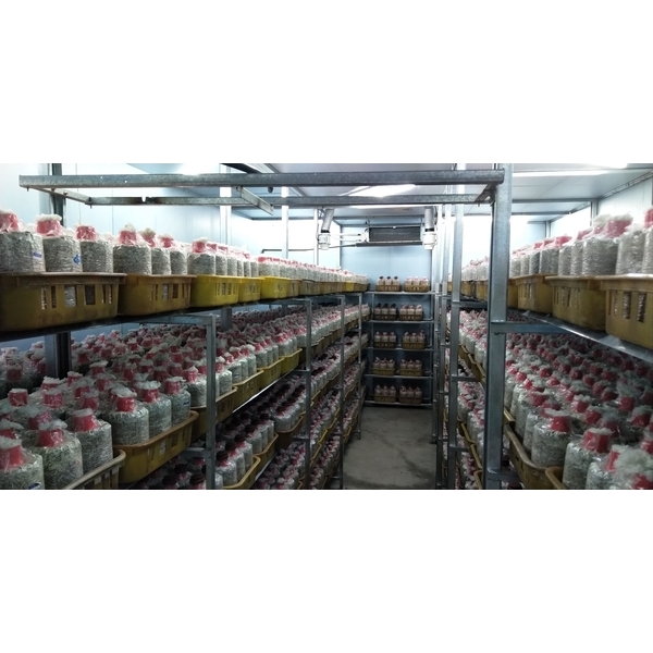 菇房噴霧環控,欣旺設計有限公司