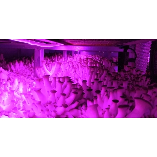 菇房環控設備,欣旺設計有限公司