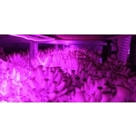 菇房環控設備 - 欣旺設計有限公司