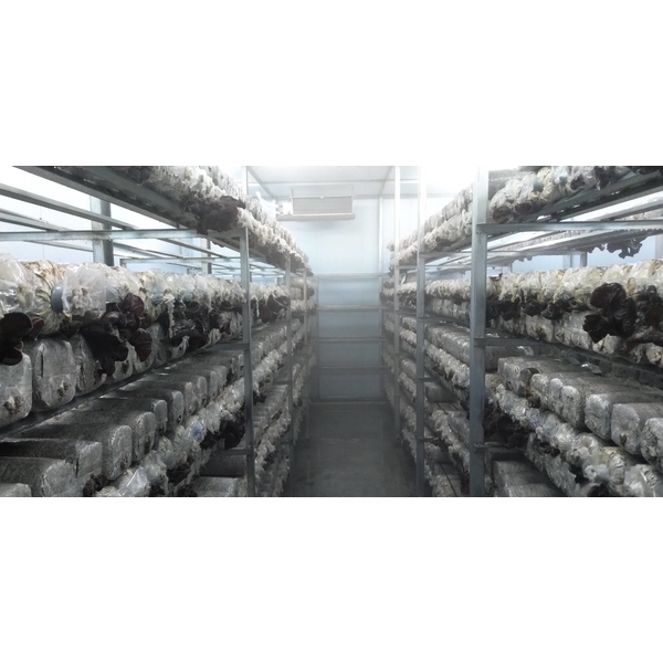 菇舍噴霧加濕,欣旺設計有限公司