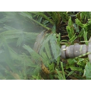 造霧噴頭 (造霧系統)