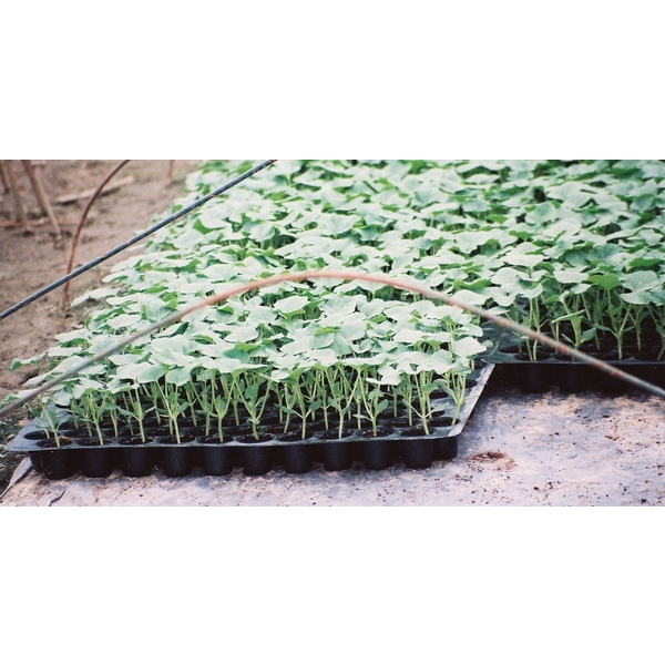 育苗盤,安稼企業股份有限公司