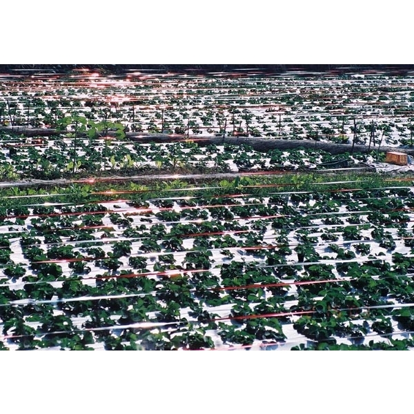 反光驅鳥帶 (趕鳥帶),安稼企業股份有限公司