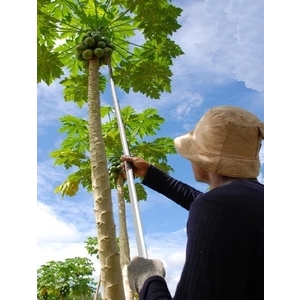 木瓜採收伸縮桿網籃組