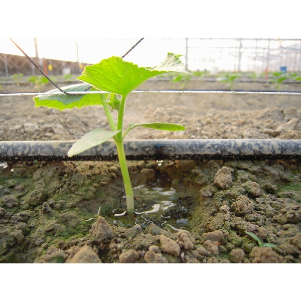 滴灌帶(鑲片式滴水帶) 滴灌帶(鑲片式滴水帶),安稼企業股份有限公司