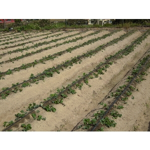 滴灌帶(鑲片式滴水帶)