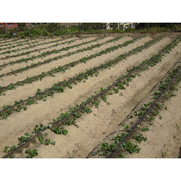 滴灌帶(鑲片式滴水帶),安稼企業股份有限公司